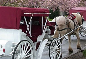 Horse-Drawn Carriage Tours